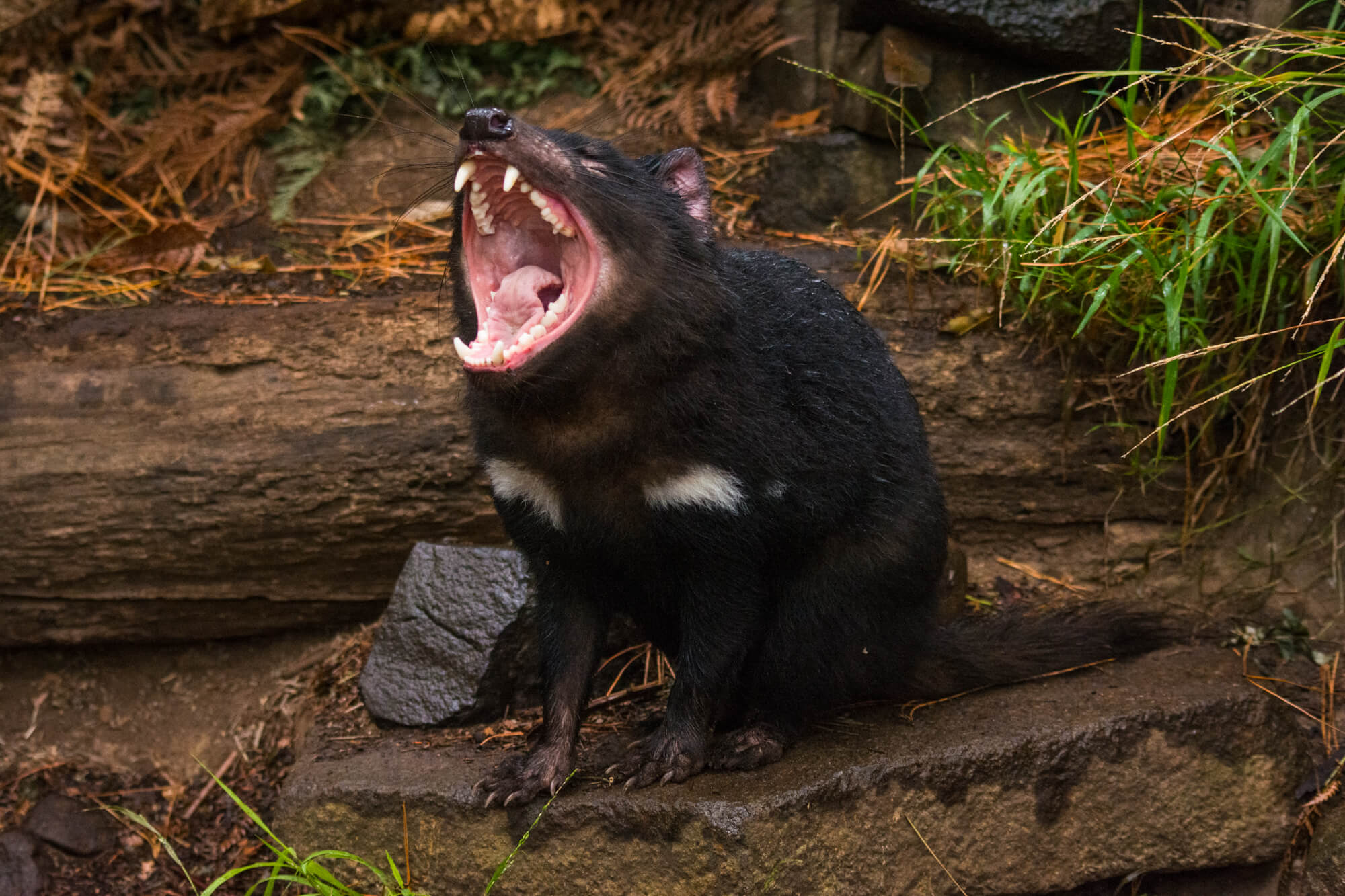 Tasmania Part 1: Lucky Devils